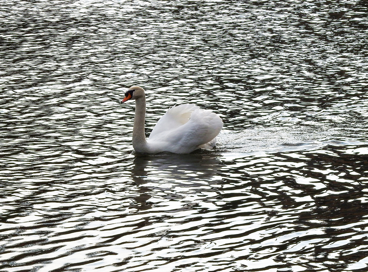 Neckargemünd