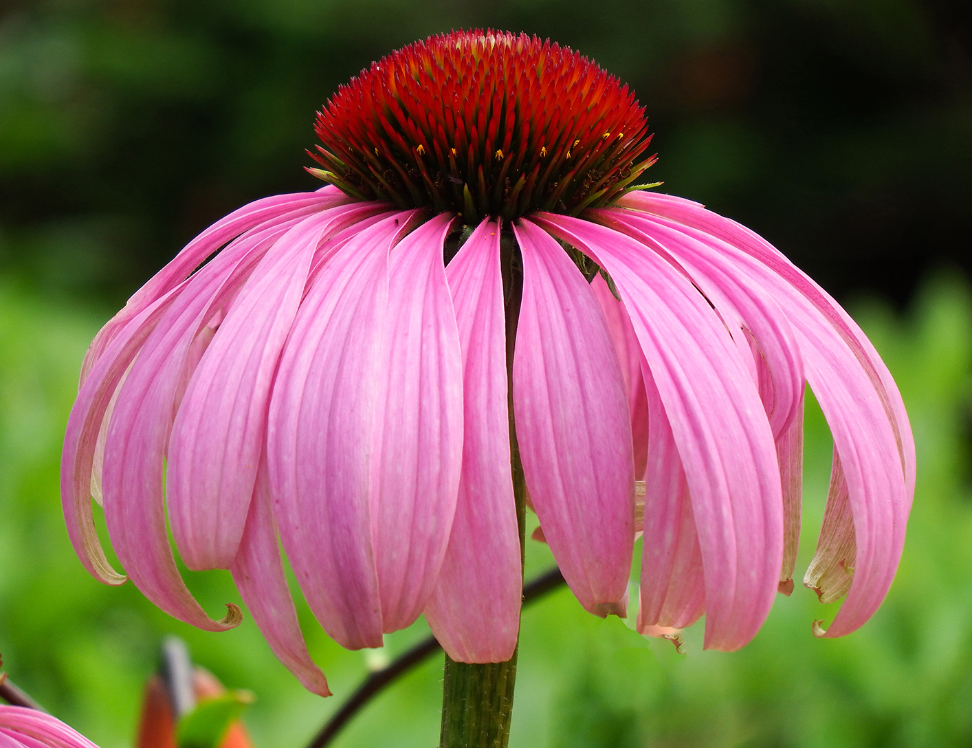 Suvi Türil