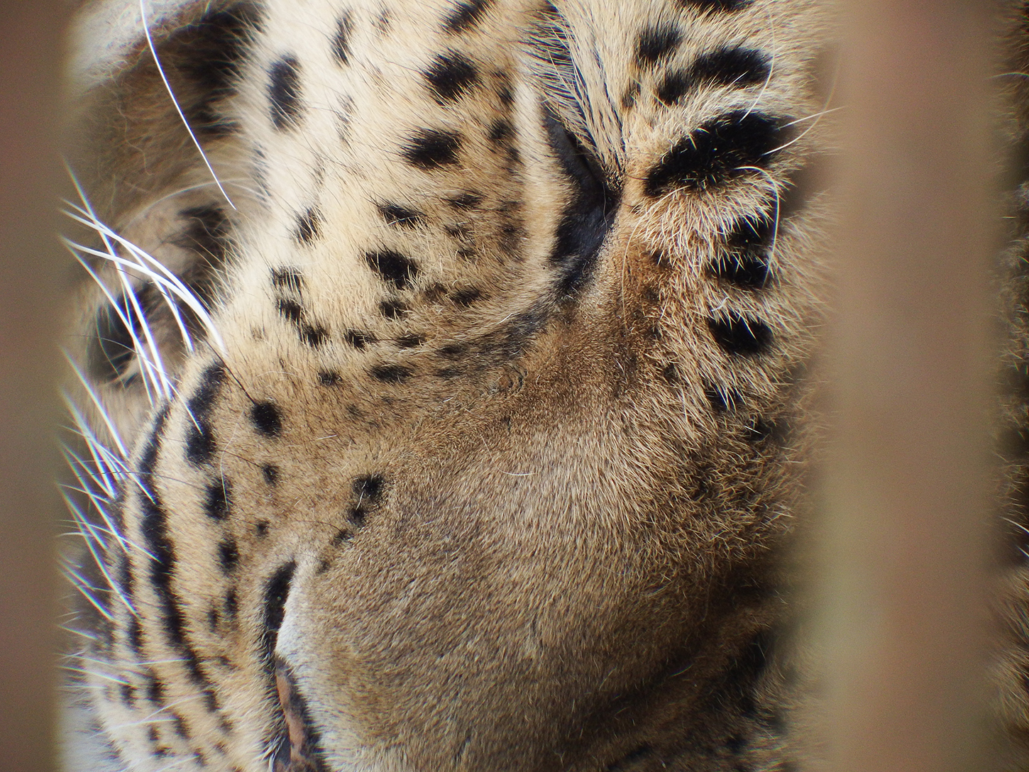 Zoo